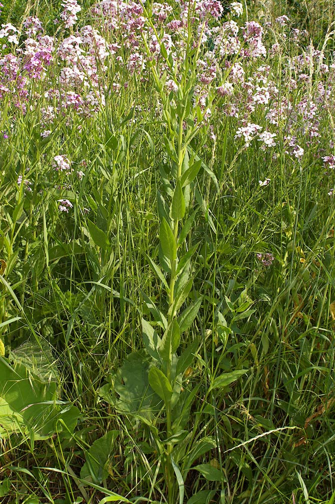Hesperis matronalis / Esperide